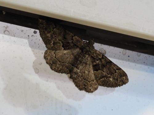 Réf. 283 404 : Peribatodes ilicaria